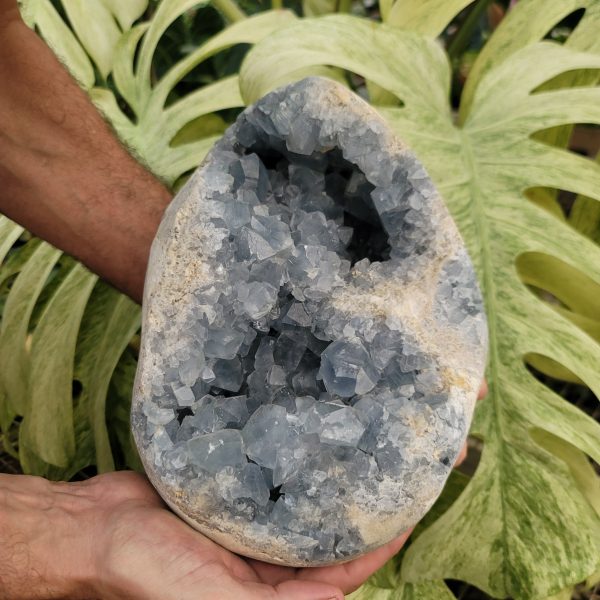 Celestite Geode (22 lbs _ S-131) Hot on Sale
