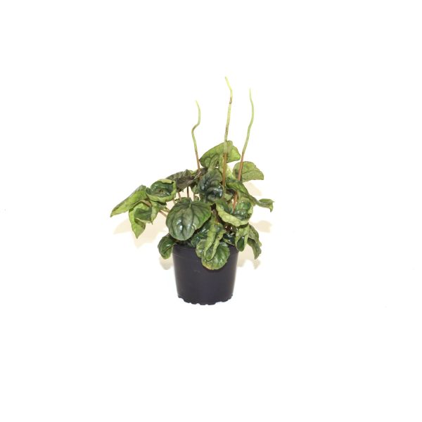 Peperomia caperata (Reverted P.  Steve s Leaves Chameleon ) Hot on Sale - Image 2