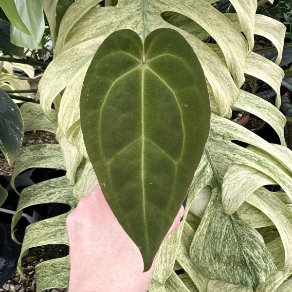 Anthurium magnificum lineage x  Contessa  For Sale