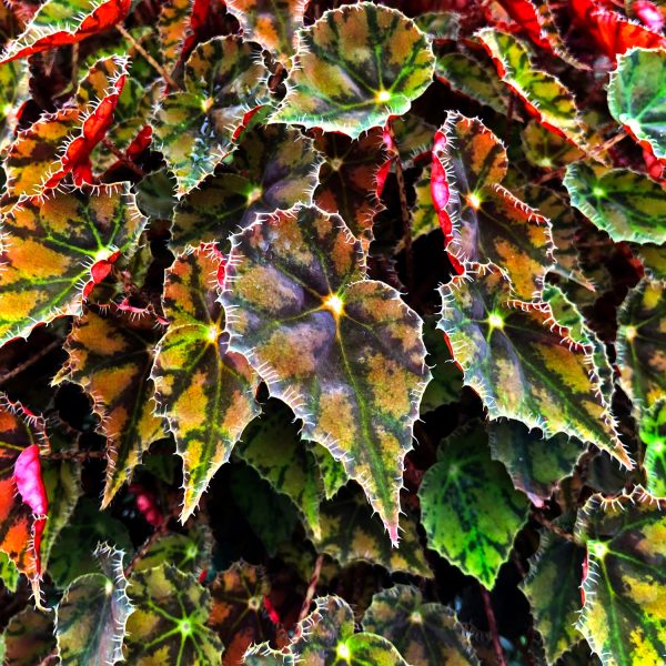 Begonia  Dancing Vera  For Cheap