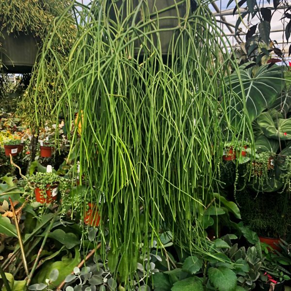 Rhipsalis baccifera subsp. baccifera Cheap