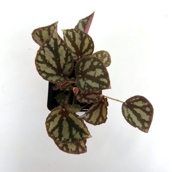 Begonia luzonensis For Discount - Image 4