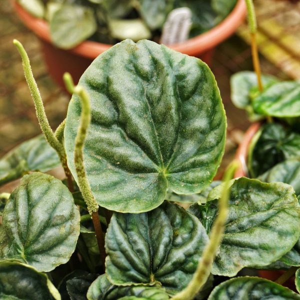 Peperomia caperata (Reverted P.  Steve s Leaves Chameleon ) Hot on Sale
