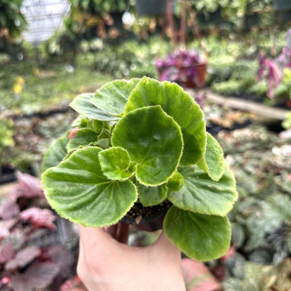 Begonia  Charm  Discount