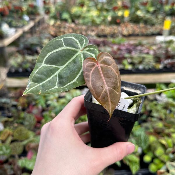 Anthurium crystallinum magnificum x  Zara  Online now