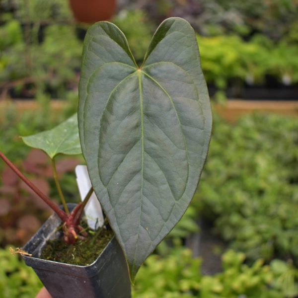 Anthurium  Wuhoo s First Night  x nigrolaminum  Gigi  Online Hot Sale - Image 3