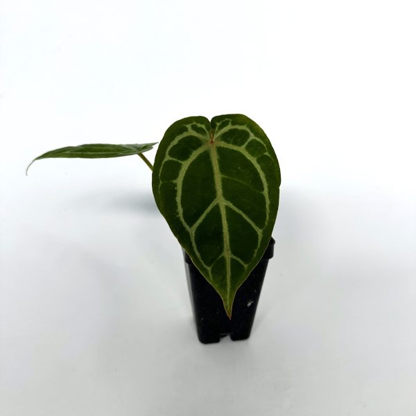 Anthurium crystallinum magnificum x  Zara  Online now - Image 2