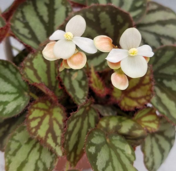 Begonia luzonensis For Discount
