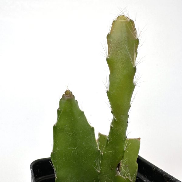 Epiphyllum ‘Uncle Slim  For Discount - Image 3