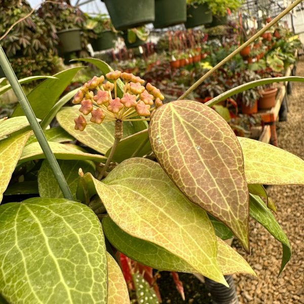 Hoya nicholsoniae Hot on Sale