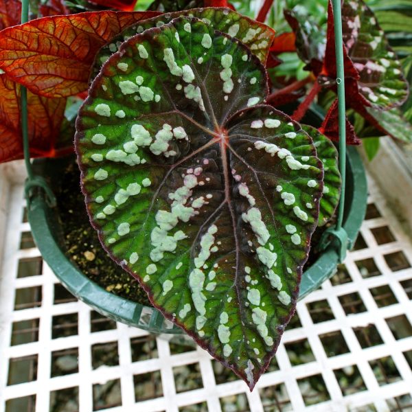 Begonia  Steve s Leaves Bumble Bee  Cheap