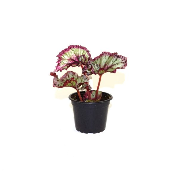 Begonia  Steve s Leaves Jubilation  Fashion - Image 2
