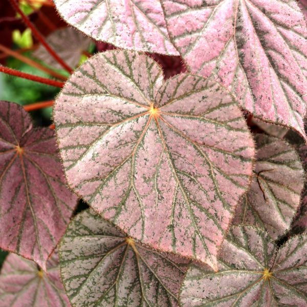Begonia  Harmony s Stormy Sunset  Online