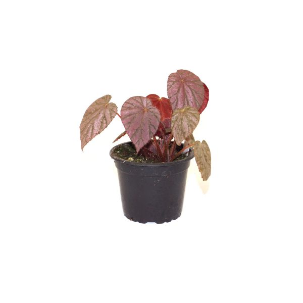 Begonia  Harmony s Stormy Sunset  Online - Image 2