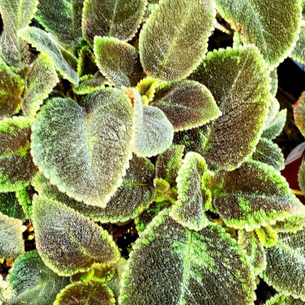 Episcia  Emerald Velvet  For Discount