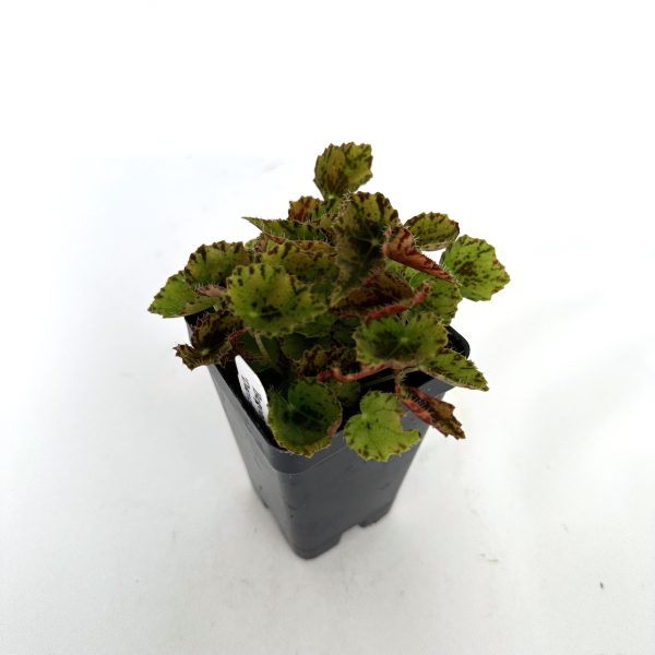 Begonia  Dancing Vera  For Cheap - Image 5