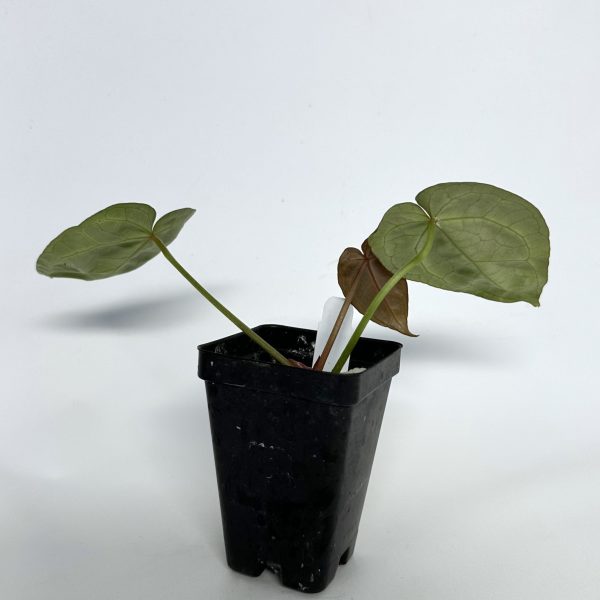 Anthurium crystallinum magnificum x  Zara  Online now - Image 4