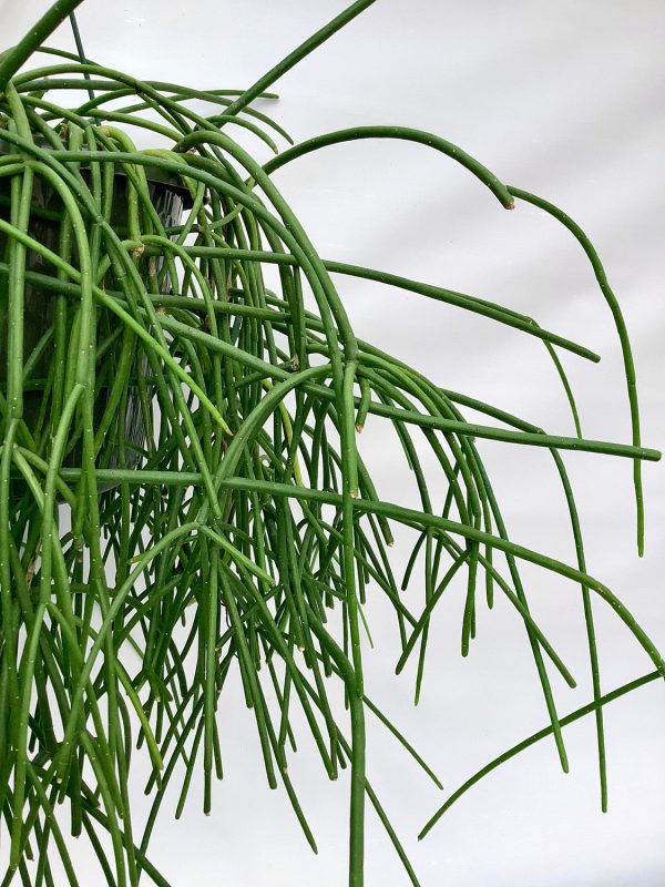Rhipsalis baccifera subsp. baccifera Cheap - Image 3