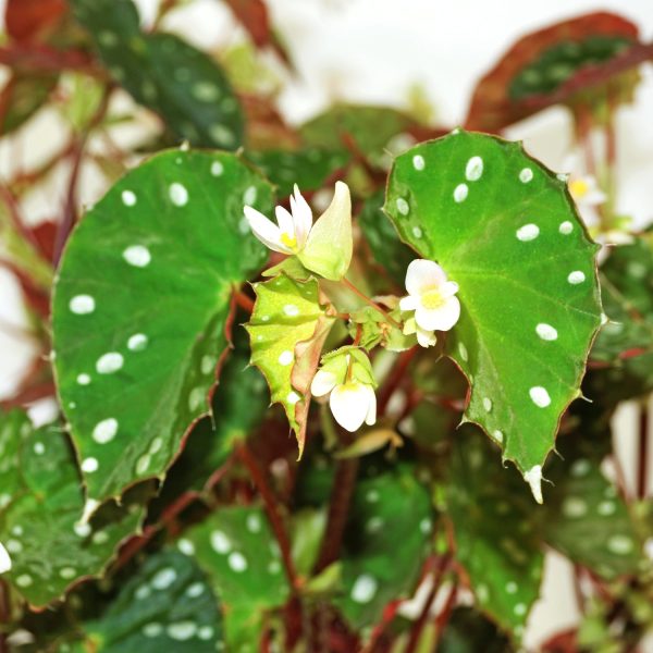 Begonia jiewhoei For Discount