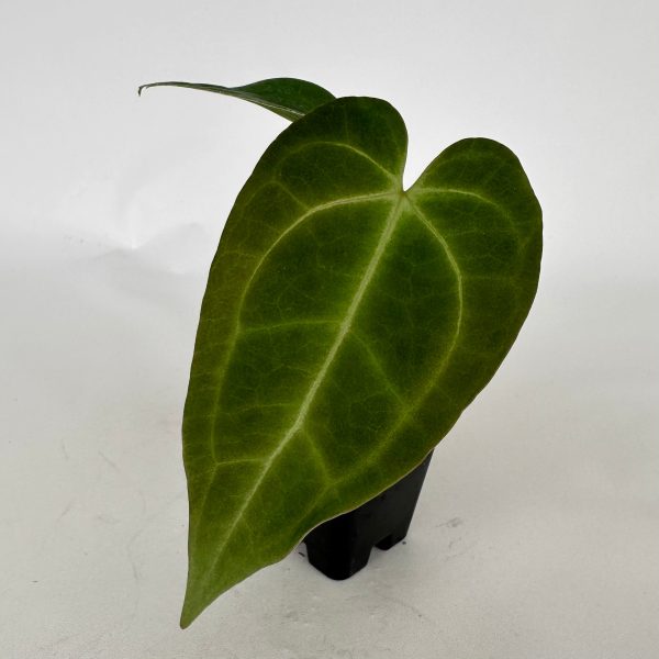 Anthurium magnificum lineage x  Contessa  For Sale - Image 4