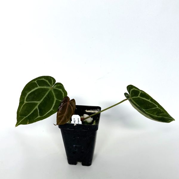 Anthurium crystallinum magnificum x  Zara  Online now - Image 5