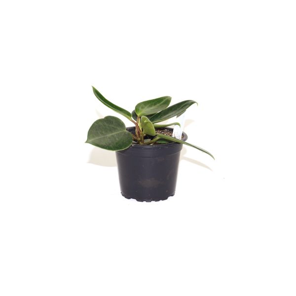 Peperomia maculosa Cheap - Image 2