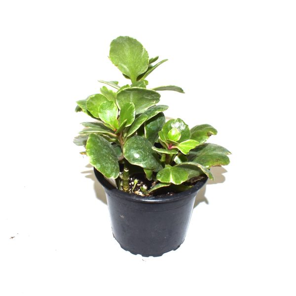 Kalanchoe blossfeldiana variegata Online Hot Sale - Image 3