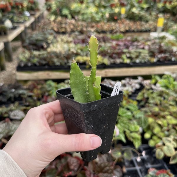 Epiphyllum ‘Uncle Slim  For Discount