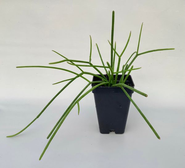 Rhipsalis baccifera subsp. baccifera Cheap - Image 2
