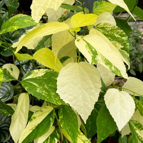 Malvaviscus penduliflorus variegata Sale