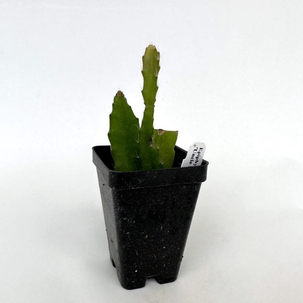 Epiphyllum ‘Uncle Slim  For Discount - Image 2