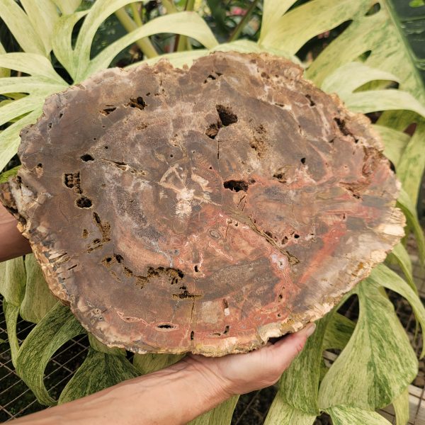 Petrified Wood Slab (13.5 lbs _ S-115) Discount