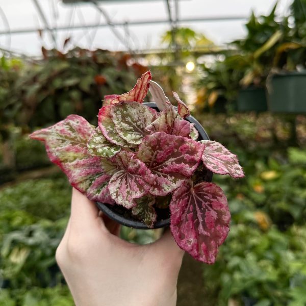 Begonia  Venetian Red  Hot on Sale - Image 4