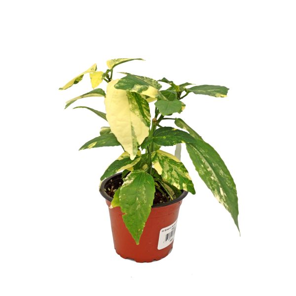 Malvaviscus penduliflorus variegata Sale - Image 2