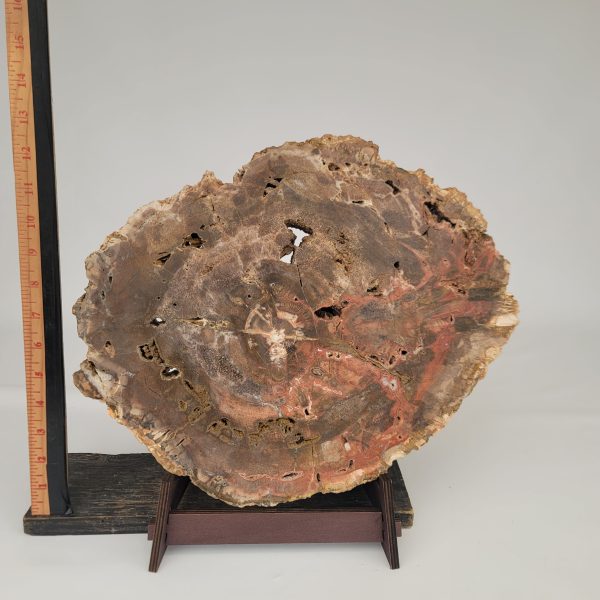 Petrified Wood Slab (13.5 lbs _ S-115) Discount - Image 3