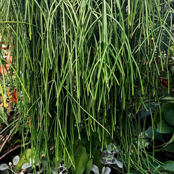 Rhipsalis baccifera subsp. baccifera Cheap - Image 4