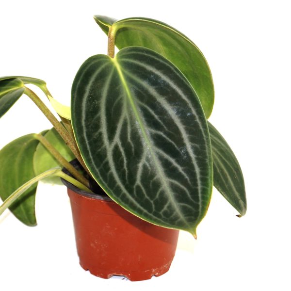 Peperomia maculosa Cheap