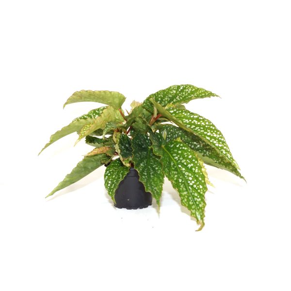 Begonia  Flamingo Dancer  Sale - Image 2