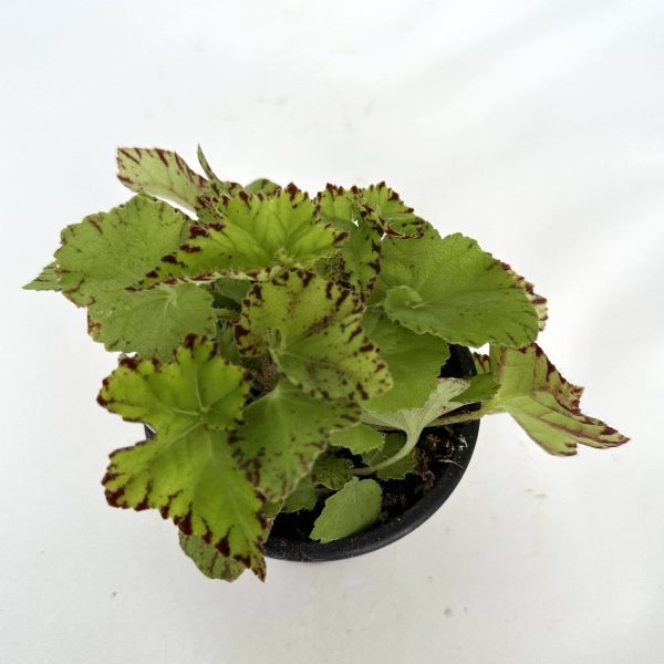 Begonia  Golden Swallowtail  For Discount - Image 5