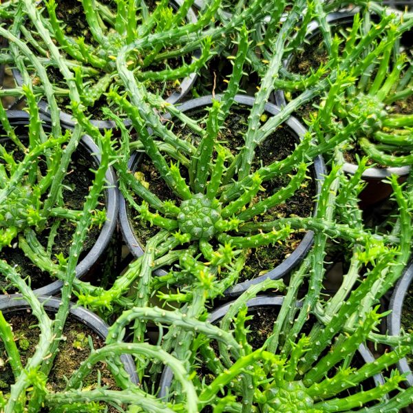 Euphorbia flanaganii Sale