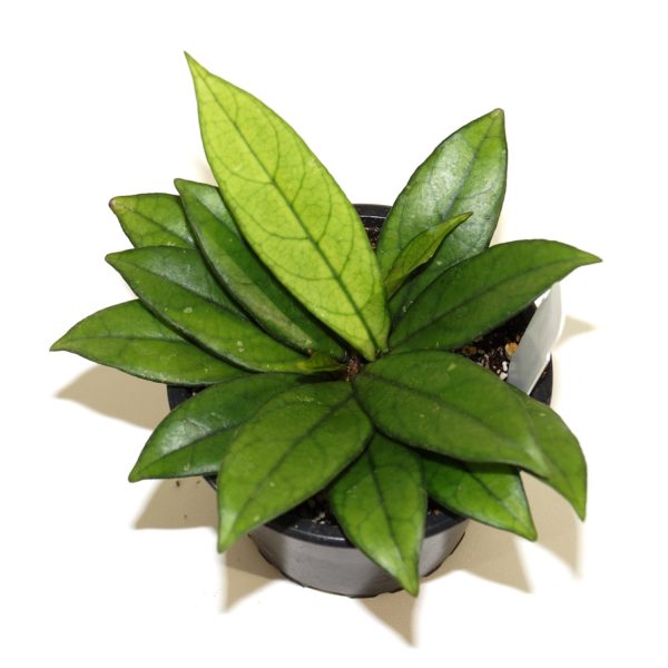 Hoya crassipetiolata For Cheap - Image 2
