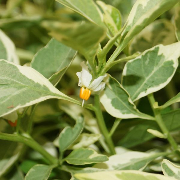 Solanum pseudocapsicum variegata Hot on Sale - Image 3