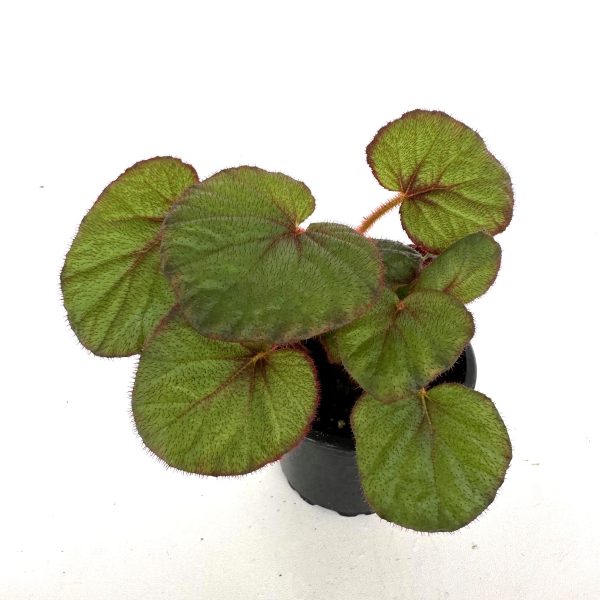 Begonia  Fireflush  Discount - Image 3