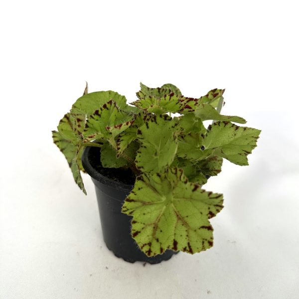 Begonia  Golden Swallowtail  For Discount - Image 4