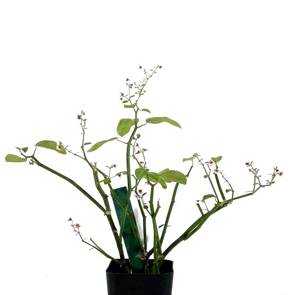 Euphorbia guiengola (String of Stars) For Cheap - Image 3