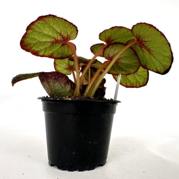 Begonia  Fireflush  Discount - Image 4