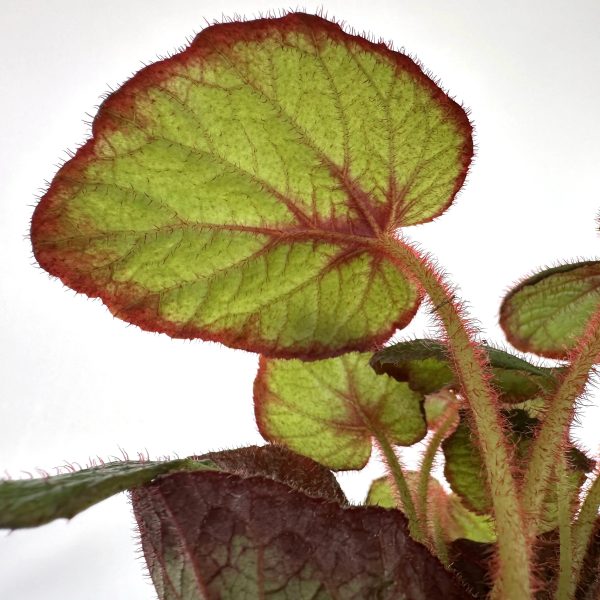 Begonia  Fireflush  Discount - Image 5