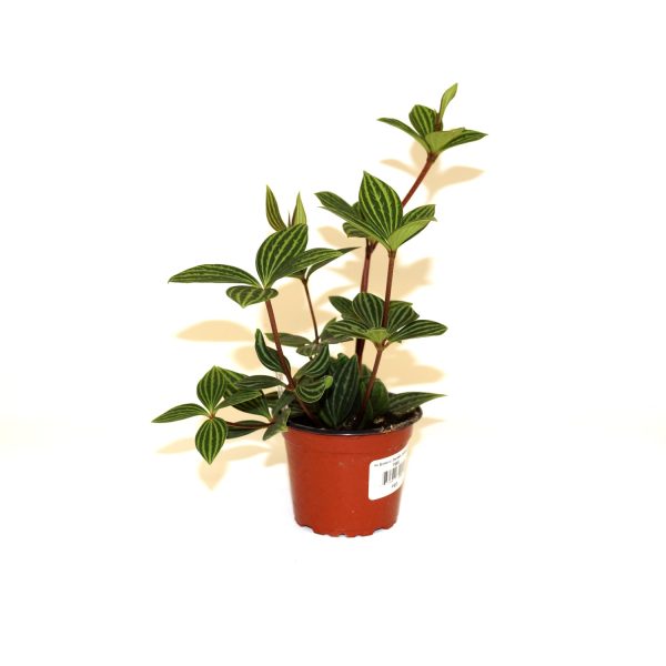 Peperomia puteolata Cheap - Image 2