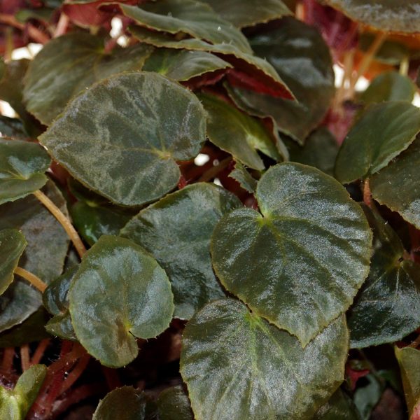 Begonia metachroa Supply