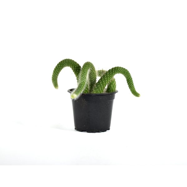 Cleistocactus winteri ssp. colademononis (Monkey Tail Cactus) on Sale - Image 2
